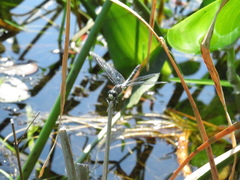 Leucorrhinia frigida