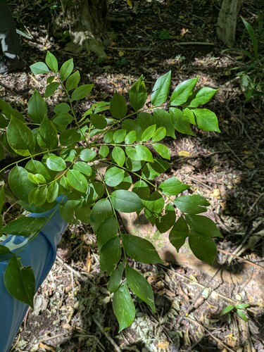Gliricidia sepium observed 2024-12-02