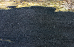 Anteaglonium globosum