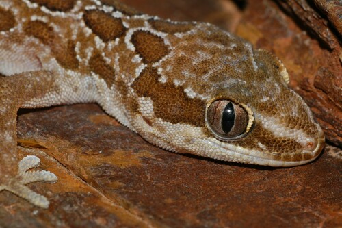 Golden Spotted Gecko