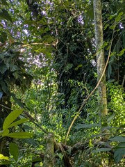 Philodendron erubescens