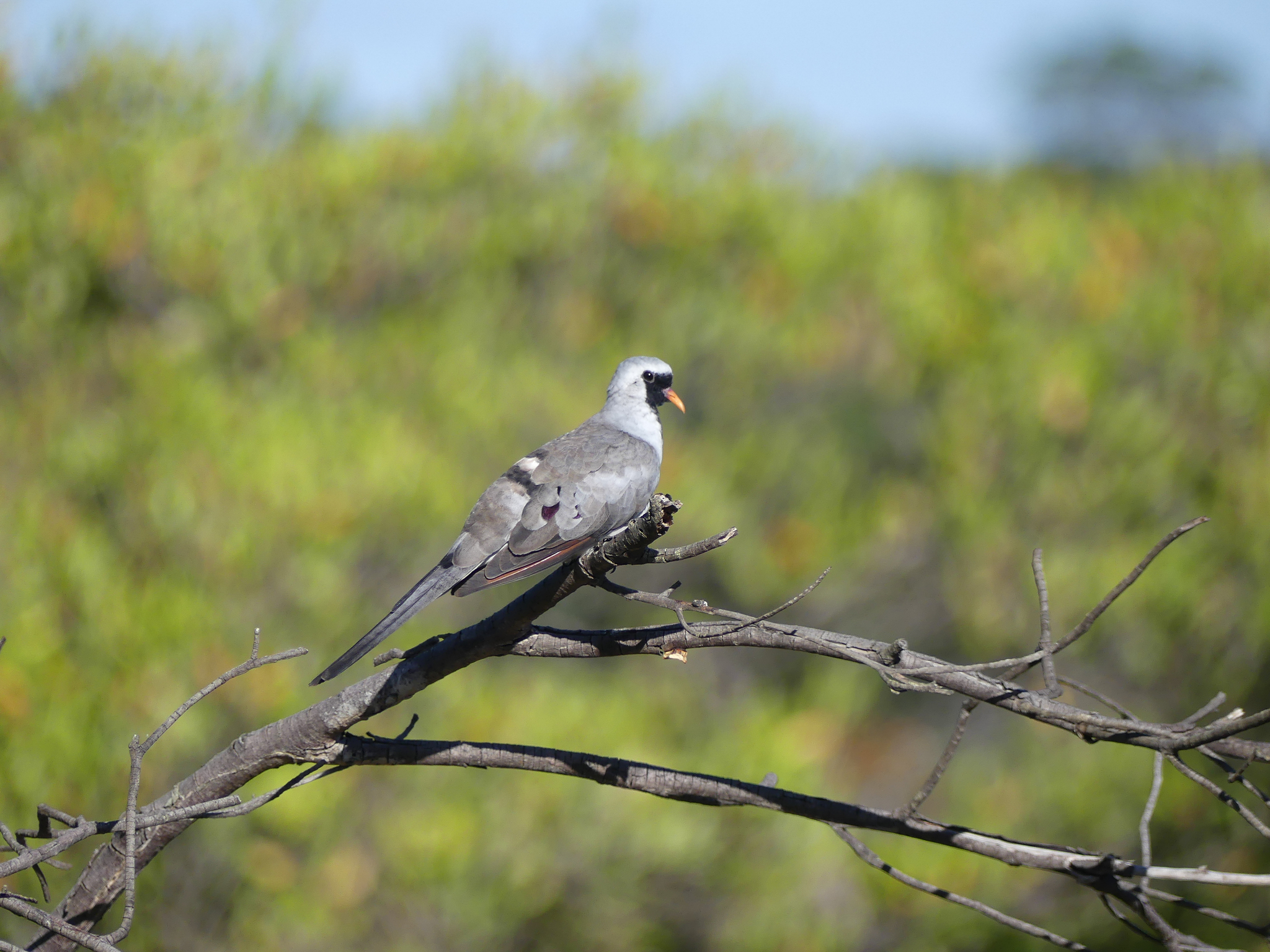 Namaqua Dove (Oena capensis)