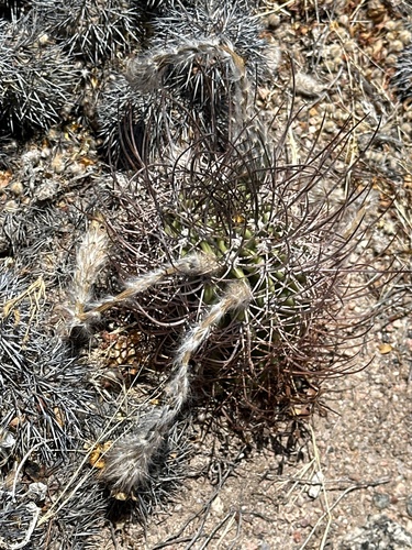 Echinopsis leucantha