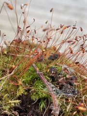 Leptobryum pyriforme