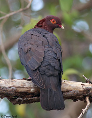 Scaly-Naped Pigeon photo 4