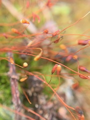 Leptobryum pyriforme