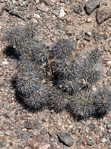 Tephrocactus alexanderi