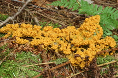 Physarum polycephalum