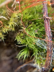 Leptobryum pyriforme