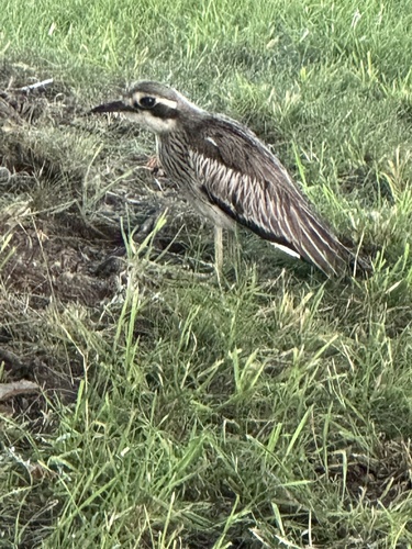 Bush Stone-curlew (Burhinus grallarius), photo 10