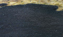 Anteaglonium globosum