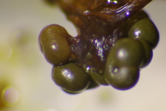 Physarum polycephalum