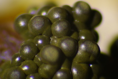 Physarum polycephalum