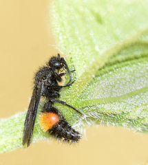 Dasymutilla nigripes