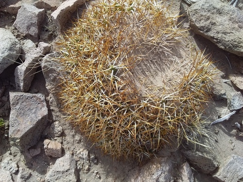 Maihueniopsis glomerata
