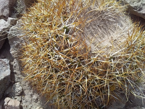 Maihueniopsis glomerata