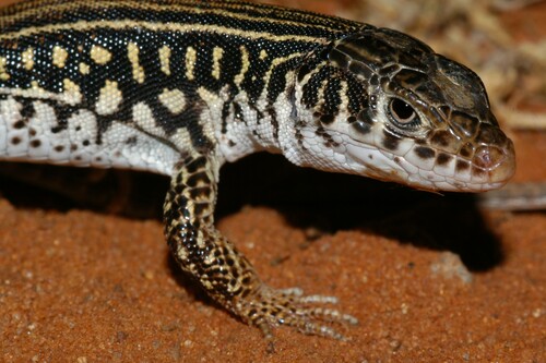 Karoo Sandveld Lizard, Nucras livida
