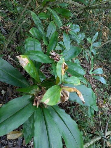 Spiral ginger (Costus pulverulentus)