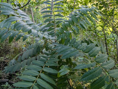Sumac (Rhus taitensis)