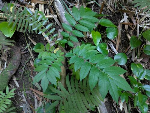 Sumac (Rhus taitensis)