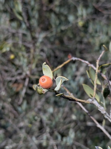 Image of Osyris lanceolata by no rights reserved