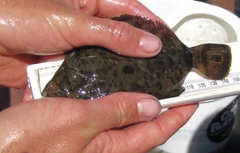 Pleuronichthys coenosus