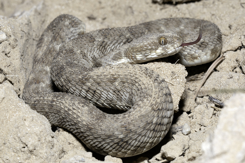 Photo of a Khosatzki’s Saw-scaled Viper (Echis khosatzkii)