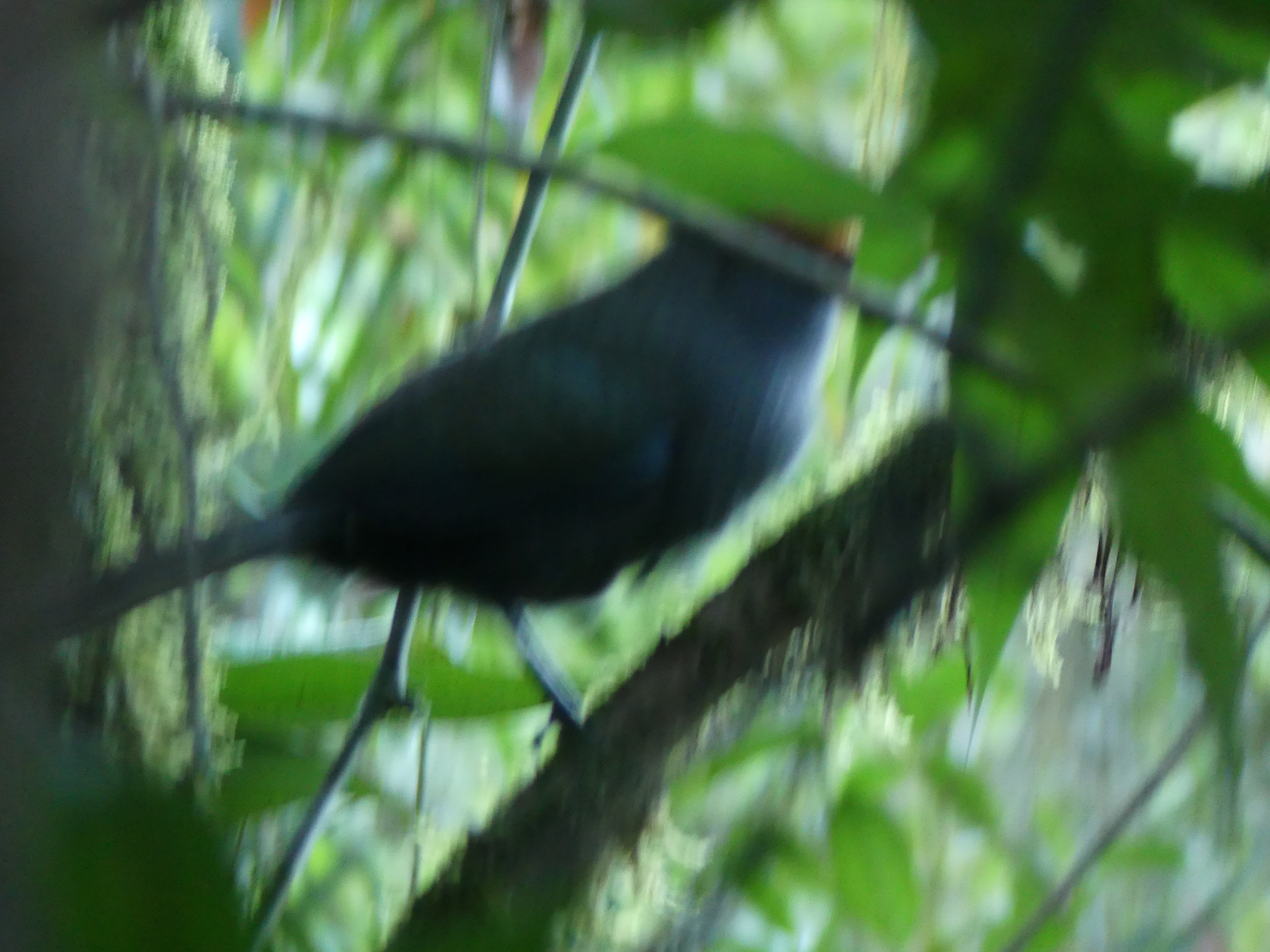 Red-fronted Coua (Coua reynaudii), photo 10