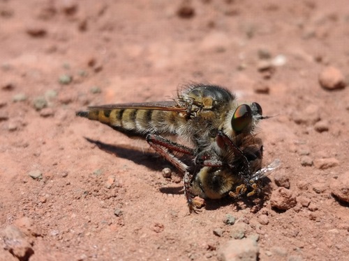 Promachus latitarsatus