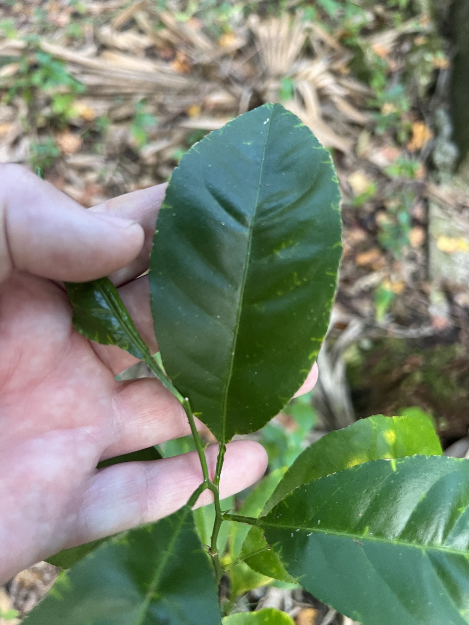 Imagem de Calamondin