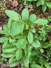 Salix myrtillifolia