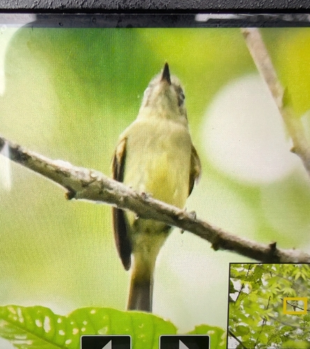 Sao Paulo Bristle Tyrant (Pogonotriccus paulista), photo 3