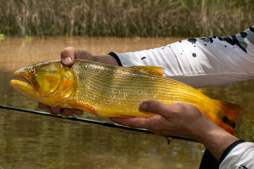 Golden dorado (Salminus brasiliensis) — Bryconidae — 2