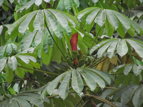 African corkwood tree