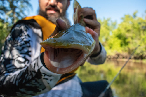 Catfish (Ageneiosus inermis) — Auchenipteridae — 2
