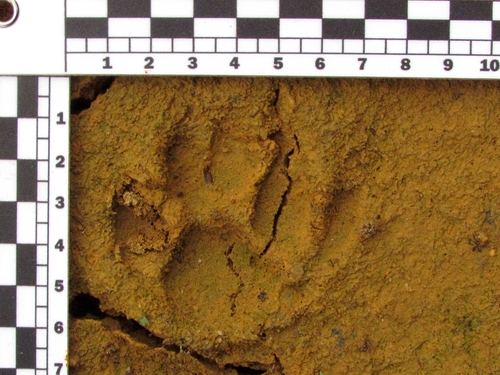 African Golden Cat