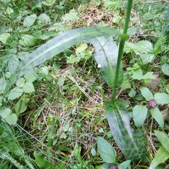 Dactylorhiza saccifera