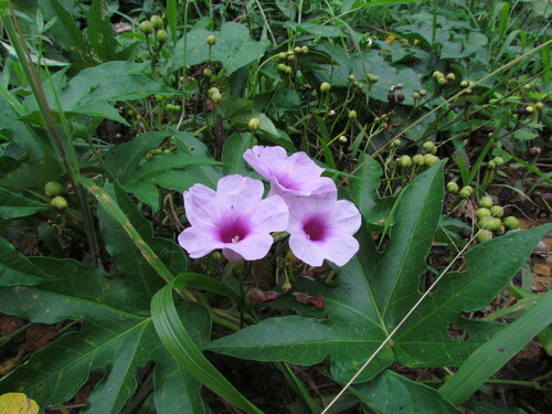 Forest Morning Glory