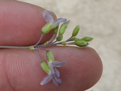 Pediomelum linearifolium