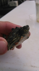 Graptemys nigrinoda