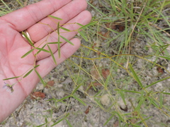 Pediomelum linearifolium