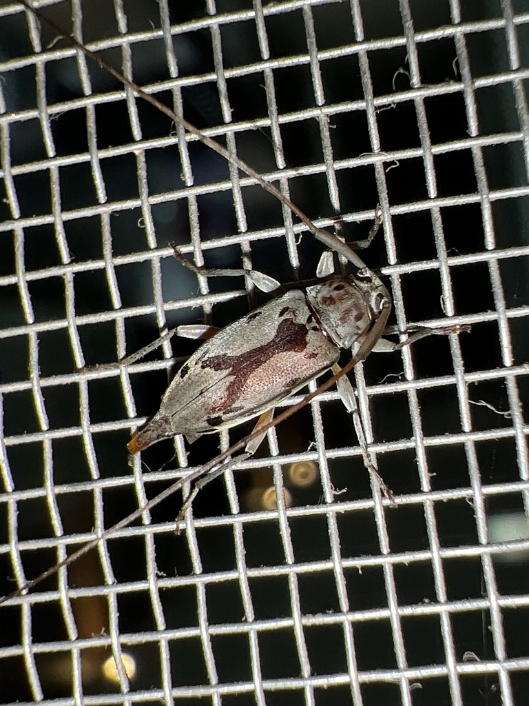 Lepturges eurynota