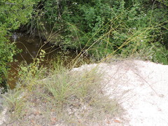 Pediomelum linearifolium