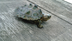 Graptemys nigrinoda