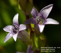 Gentianella amarella acuta