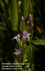Gentianella amarella acuta