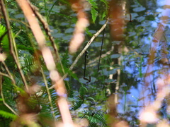 Polycanthagyna ornithocephala