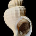Fusitriton oregonensis - Photo (c) Shellnut, μερικά δικαιώματα διατηρούνται (CC BY-SA)