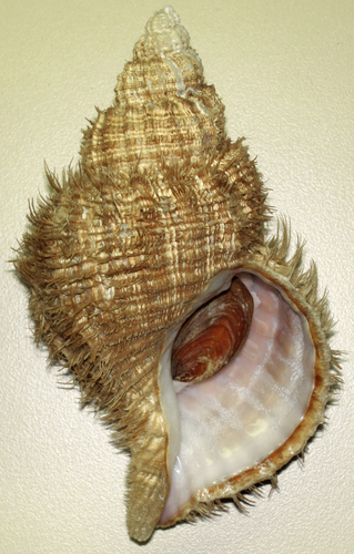 Oregon Hairy Triton Snail