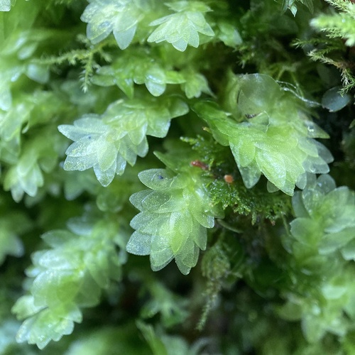 Hookeria lucens